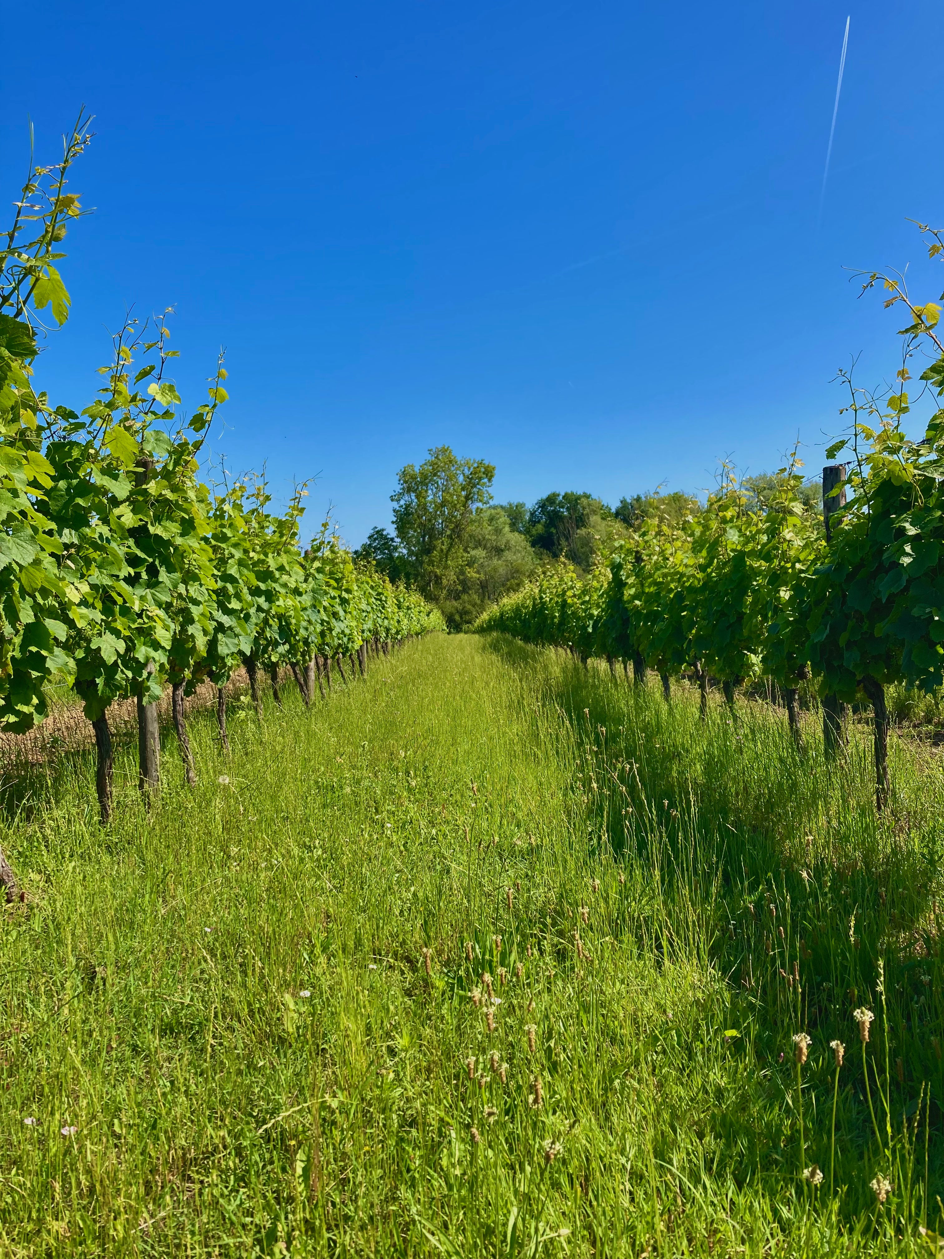 Rang de vigne vert en plein mois de juillet