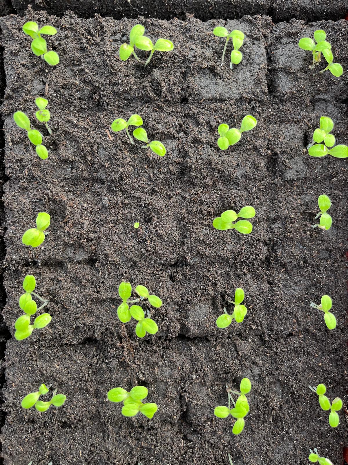 Petites pousses qui sortent de terre.