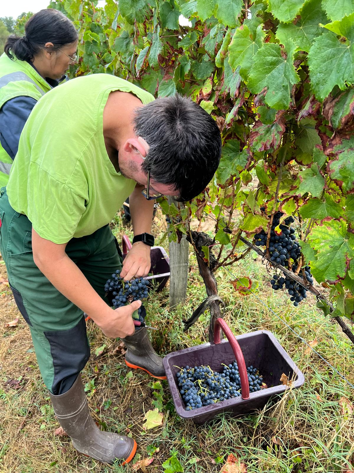 Joseph et Solange en train de vendanger ensemble des pieds de vignes. 