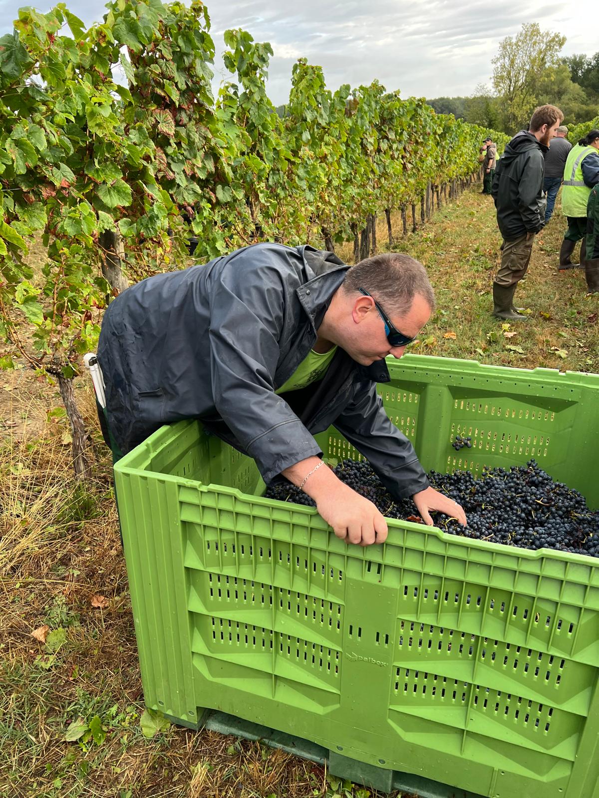 Maxime, malvoyant en train de trier les raisins de notre millésime 2025.