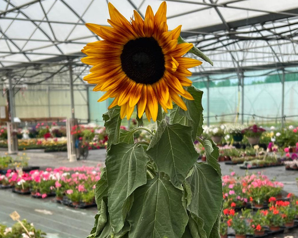 Photo d'un tournesol au printemps devant les fleurs de la grande serre.