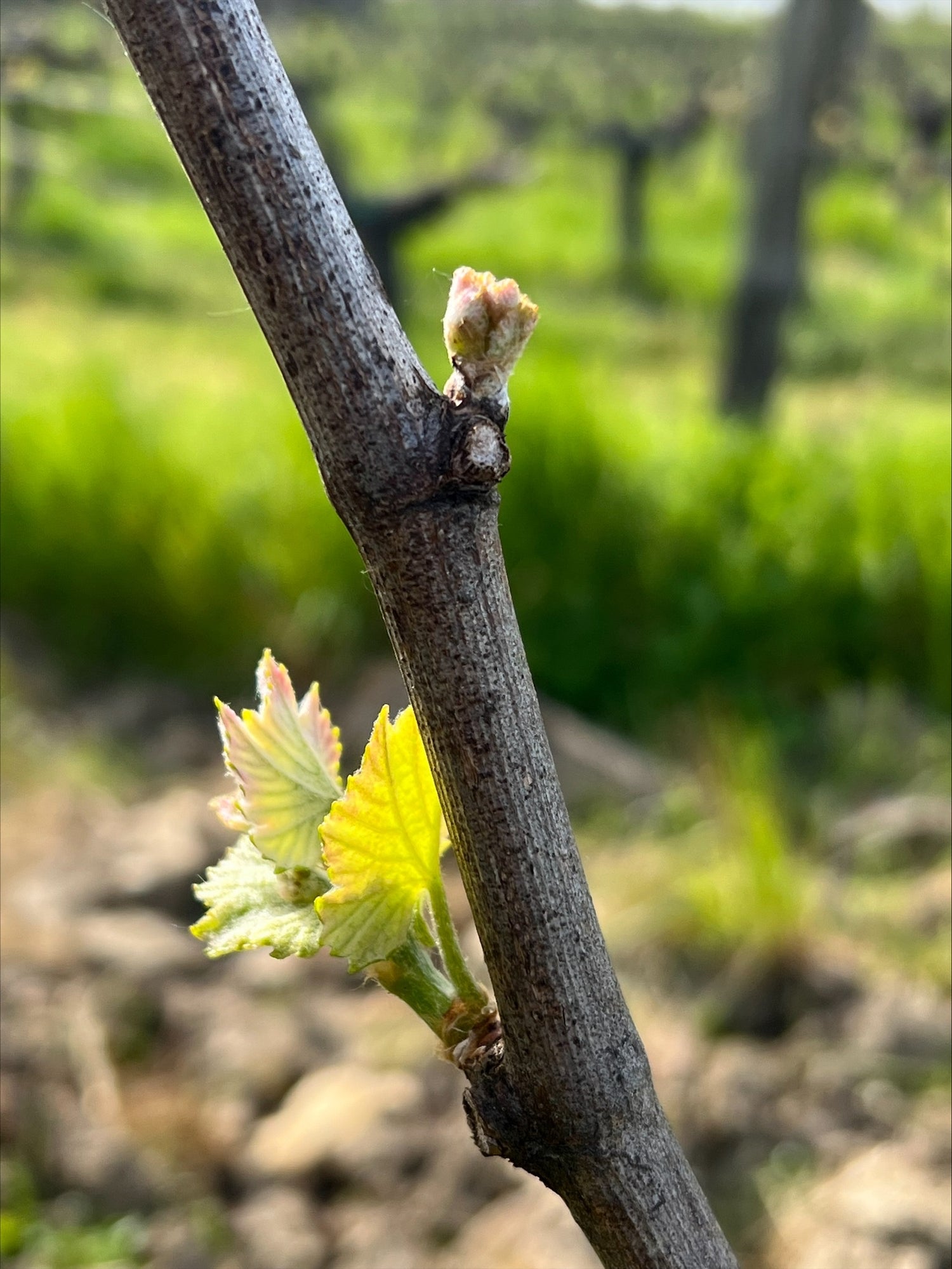 Les premiers bourgeons des vignes un encore au stade coton et l'autre qui éclot et fait apparaitre trois petites feuilles.